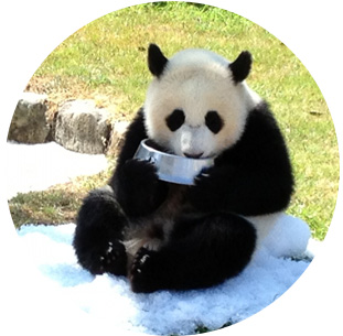 パンダイメージ